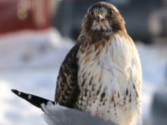 The hungry hawk and its prey – St Catharines - mosaicedition.ca-ea