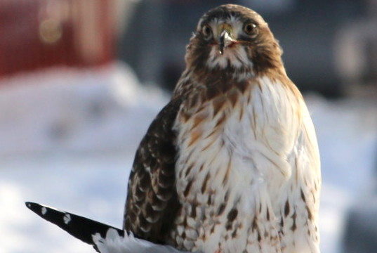 The hungry hawk and its prey – St Catharines - mosaicedition.ca-ea