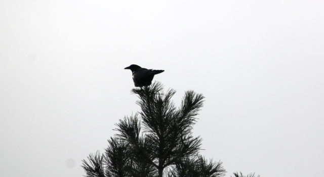 16:05 – The hawk heard the call of a crow. The crow made a loud crow-call. Crow turned away and perched on a nearby tree.