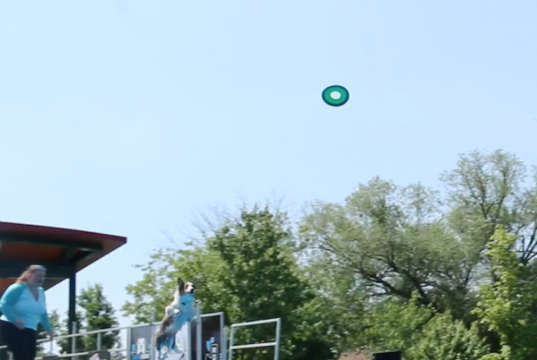 Canada Day St. Catharines - Aquadogs compétition - video shot-mosaicedition.ca-ea