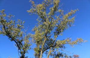 Fall – season of colours – Mosaic Edition photos Fall season – Decew St. Catharines - Photo Mosaic Edition Edward Akinwunmi