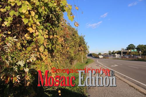 Fall season Service Road - Charles Daley Park - Lincoln - Photo Mosaic Edition 