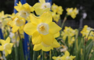 Blooms 2023 – Niagara Parks Botanical Gardens Blooms 2023 – Niagara Parks Botanical Gardens – Photo Mosaic Edition Edward Akinwunmi