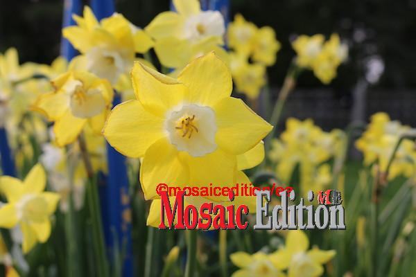 Blooms 2023 – Niagara Parks Botanical Gardens Blooms 2023 – Niagara Parks Botanical Gardens – Photo Mosaic Edition Edward Akinwunmi